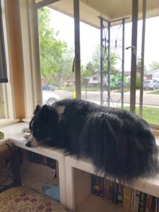 Pele, a black and white Australian shepherd, sitting on top of a bookshelf.