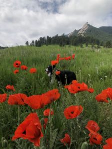 Pele, a black and white Australian shepherd, standing in a field of poppies with mountains in the background.