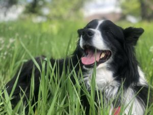 Pele, a black and white australian shepherd, smiling and lying down in a field of green grass.