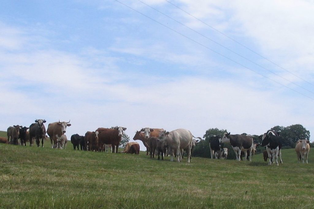 Image of cows on a hill against a blue sky. All the cows are looking at me. They have very sharp looking horns.