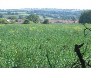 Green fields overlooking the rise of a hill