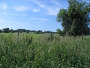 Weeds visible in the foreground: a large tree, and then a green field beyond.